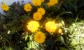 potÃÂ marigoldÃÂ Calendula officinalis